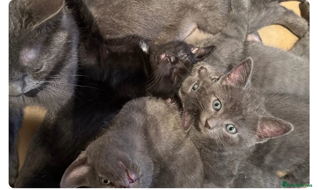 British Shorthair cats for sale: 2 adorable Grey 9 week old male kittens - Advert 9