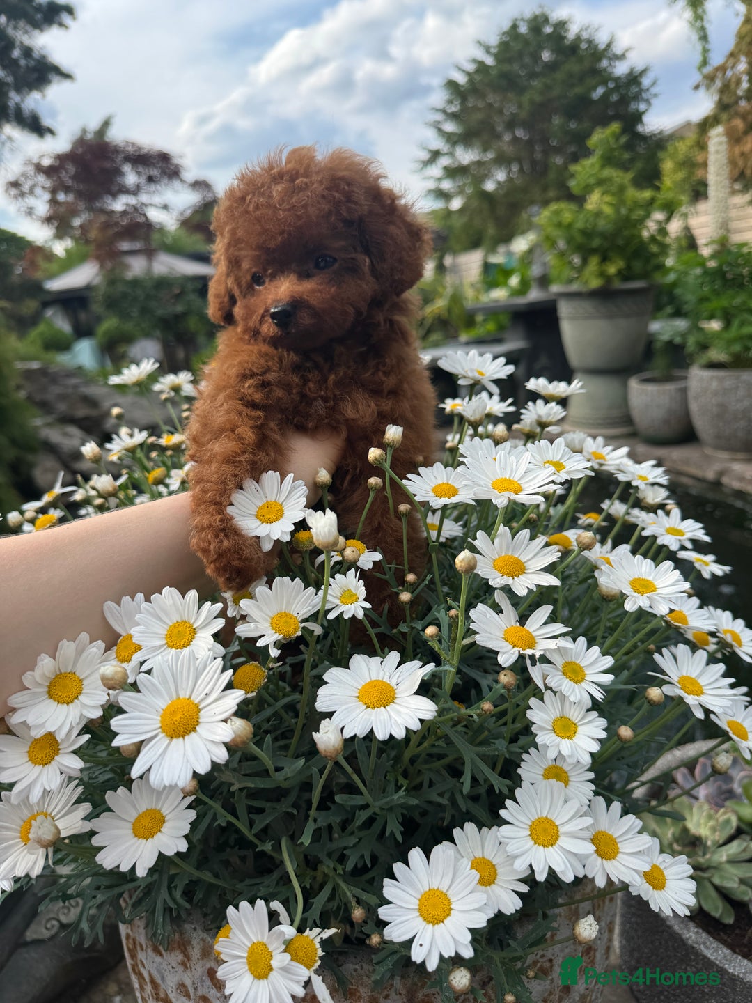 Toy Poodle dogs for sale: Asian Poodle Girl  in London - Image 6