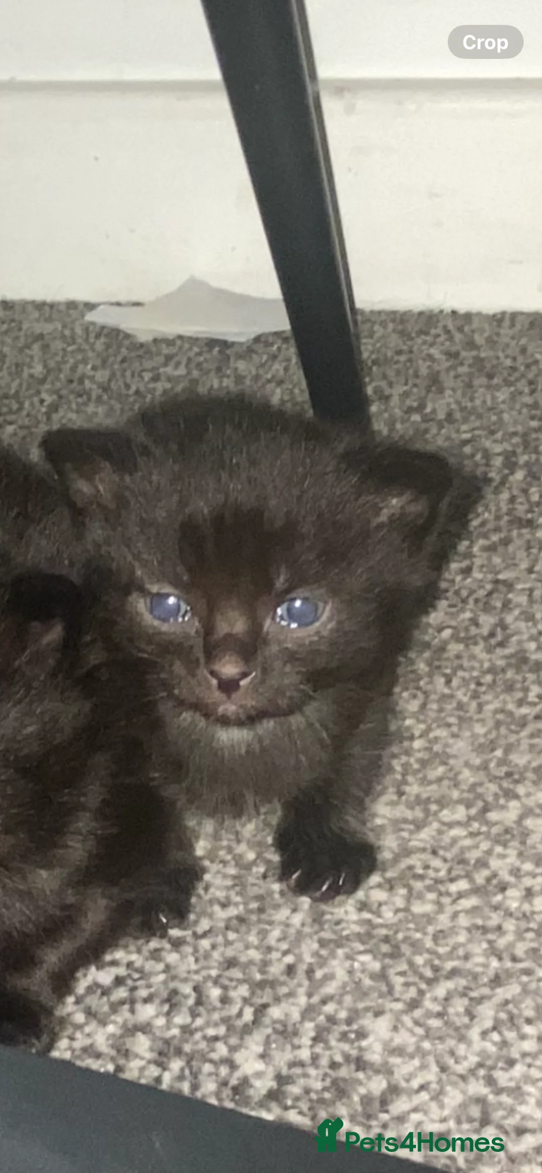 British Longhair cats for sale: Gorgeous fluffy kittens - Advert 2