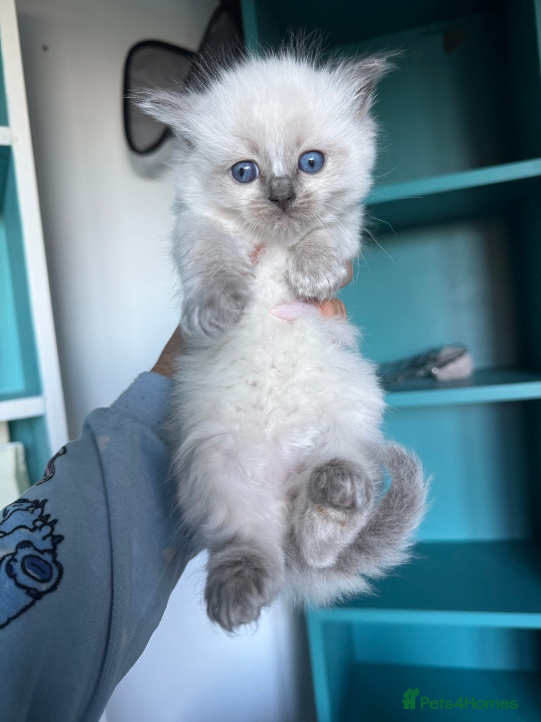 Ragdoll cats for sale: 📍1 FEMALE LEFT!🍼GCCF REGISTERED🐾 - Advert 29