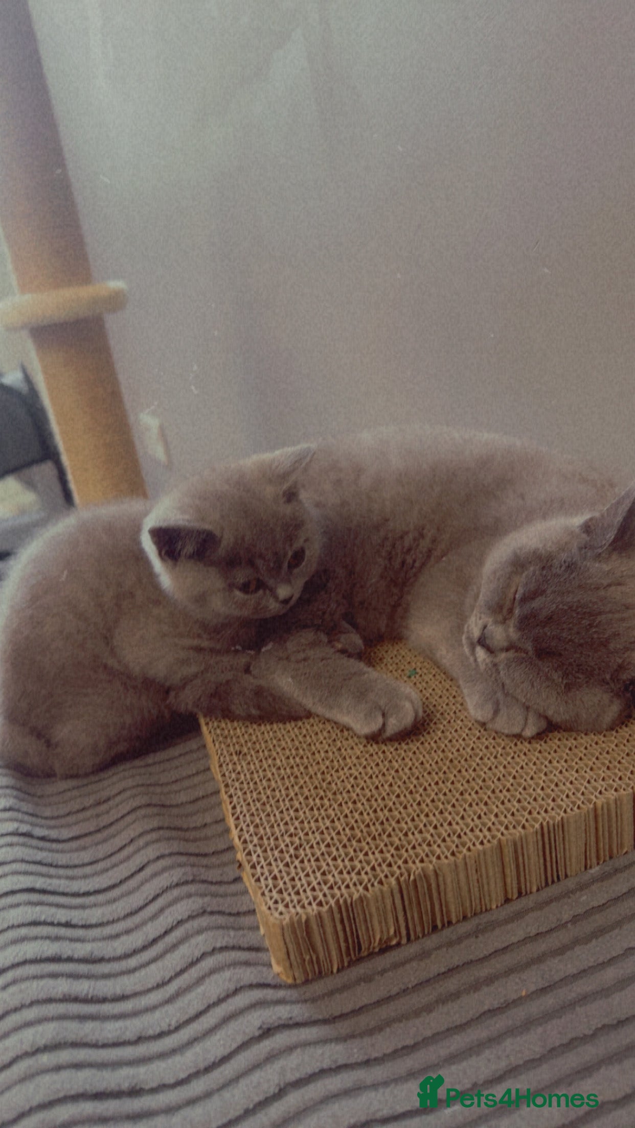 British Shorthair cats Cute British Shorthair kitten Male  - Advert 13