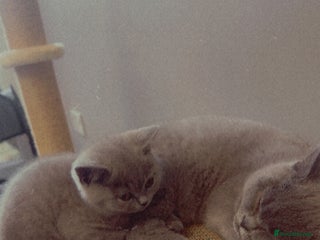 British Shorthair cats - Advert 21