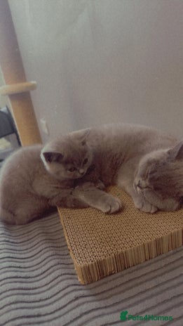 British Shorthair cats - Advert 14