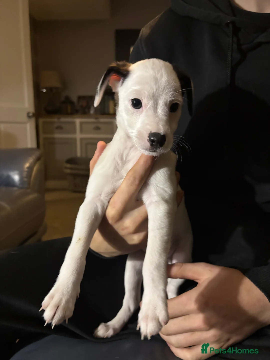 Mixed Breed dogs for sale: Jack russel x ratchi (Chihuahua x rat terrier) - Advert 6
