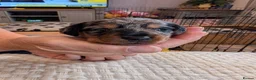Mixed Breed dogs for sale: MERLE DORKIE - Advert 17