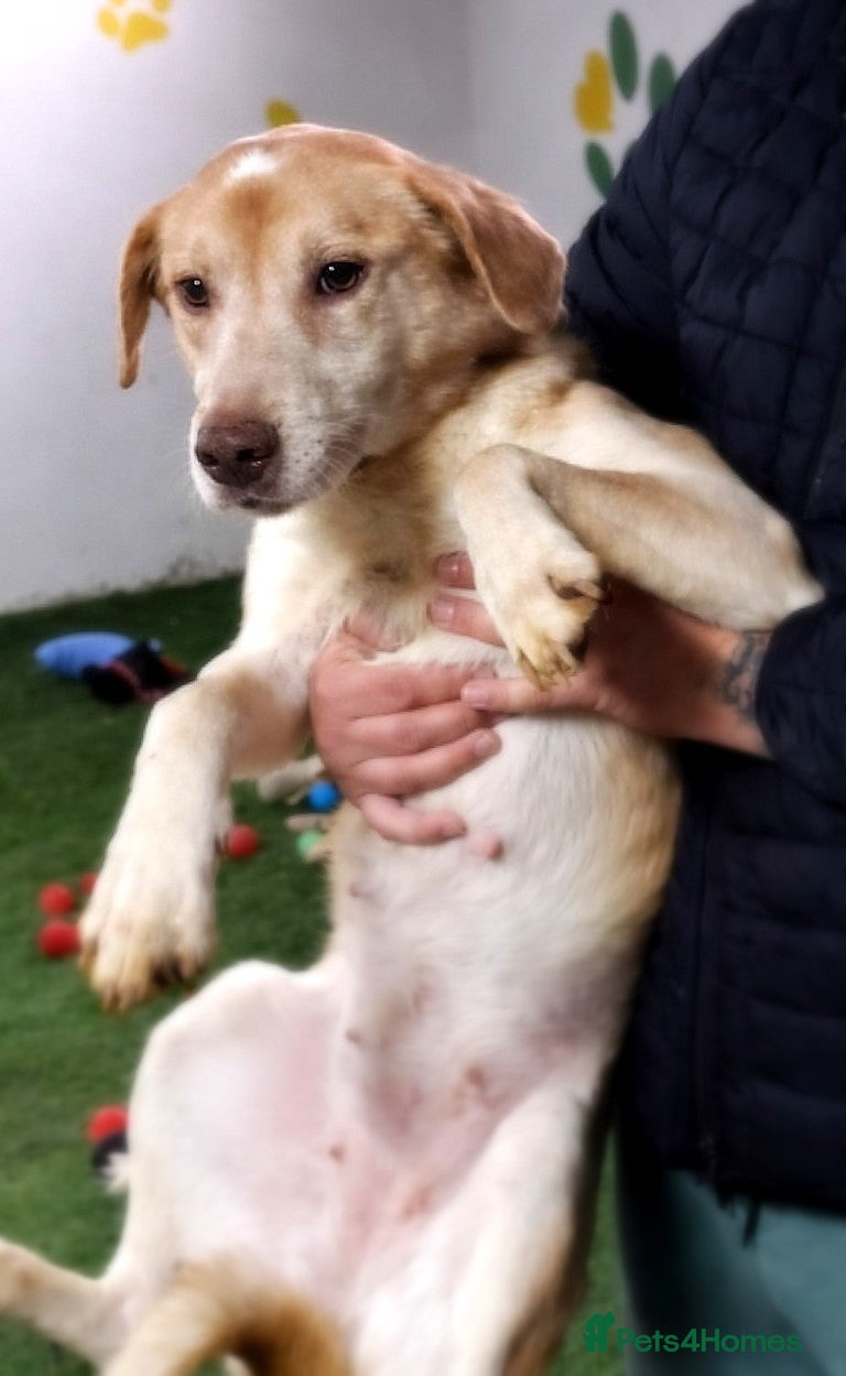 Mixed Breed dogs 🐾Luna – a small Lab-type girl longing for love ❤️ - Advert 1