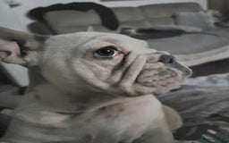 Mixed Breed dogs for sale: Frenchie cross English bulldog  - Image 2