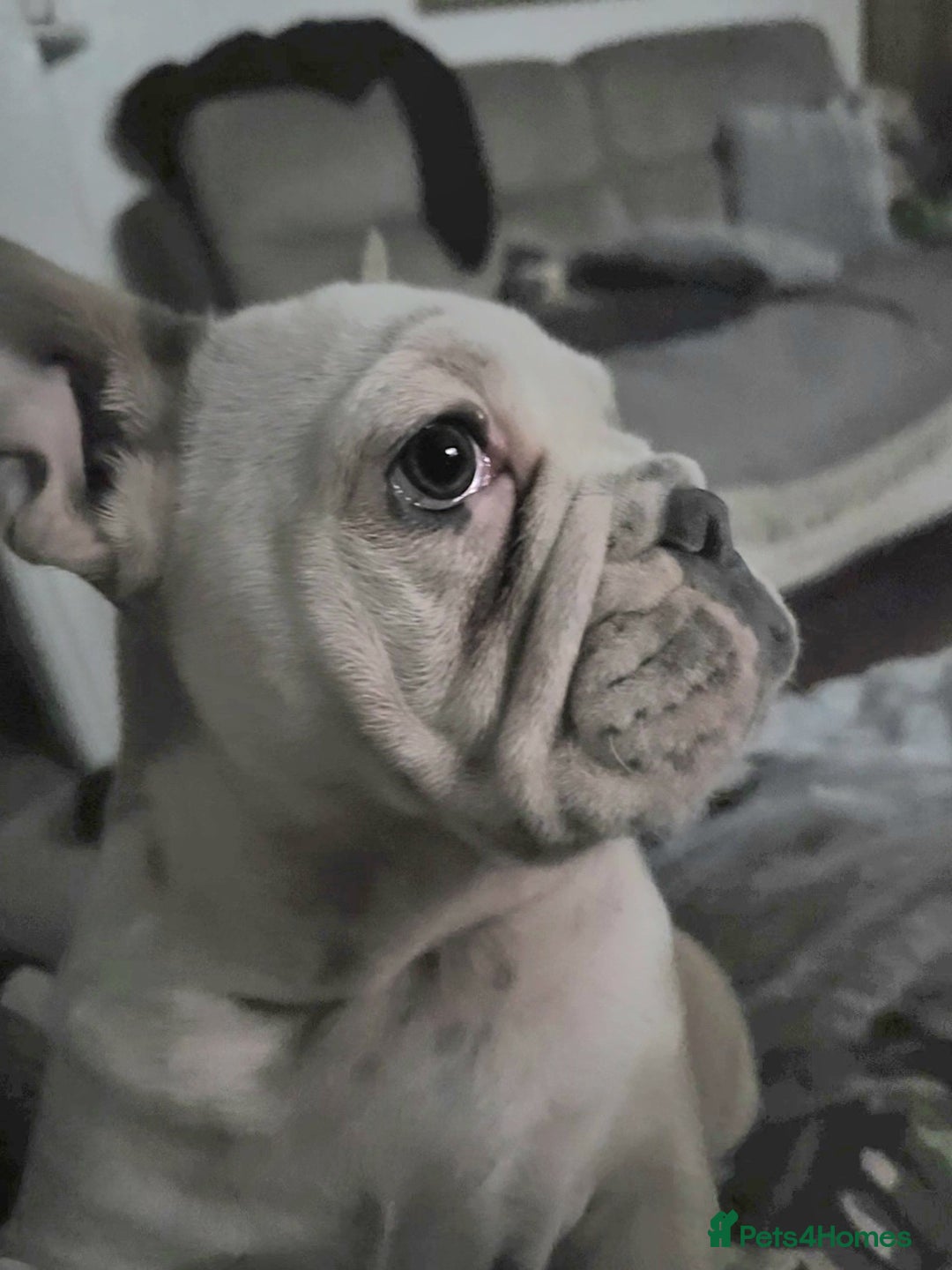 Mixed Breed dogs for sale: Frenchie cross English bulldog  - Image 2