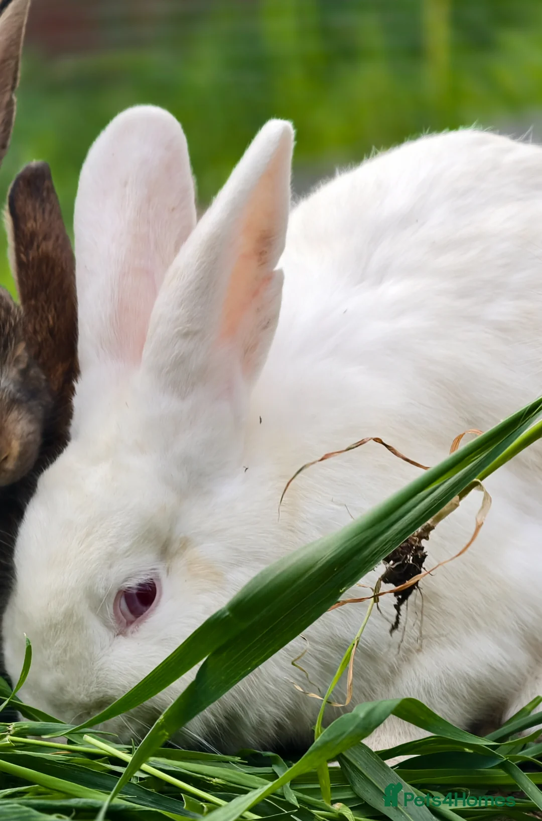 New Zealand rabbits for sale: Male new zealand bunny free urgent - Advert 3