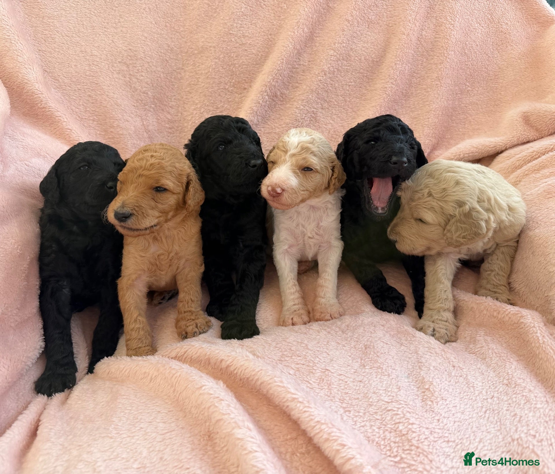 Standard Poodle dogs EXCEPTIONAL KC STANDARD POODLE LITTER  - Advert 2