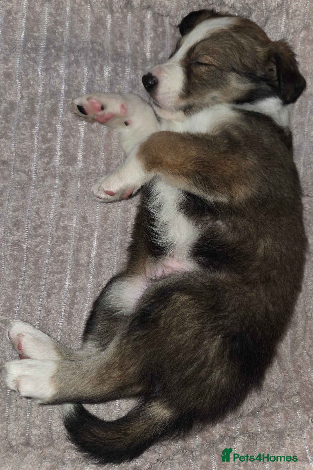 Border Collie dogs for sale: Beautiful tri colour border collie pups  - Advert 16
