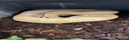 Python Snake reptiles for sale: Rack and 5 royals  in Rugeley - Advert 4