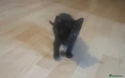 Mixed Breed cats for sale: Beautiful kittens  - Image 16