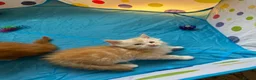 Maine Coon cats for sale: Maine Coon Kittens in Cambridge - Advert 20