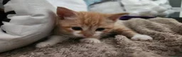 Mixed Breed cats for sale: 3 beautiful kittens  in Stockton-on-Tees - Advert 10