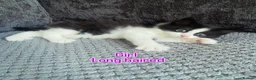 Mixed Breed cats for sale: Long haired and short haired kittens  - Advert 1