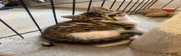 Domestic Shorthair cats for sale: Our beautiful tabby girls  - Advert 6