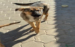 Mixed Breed dogs for adoption: BIBY, a Lovely young girl - for a Loving Home - Advert 27