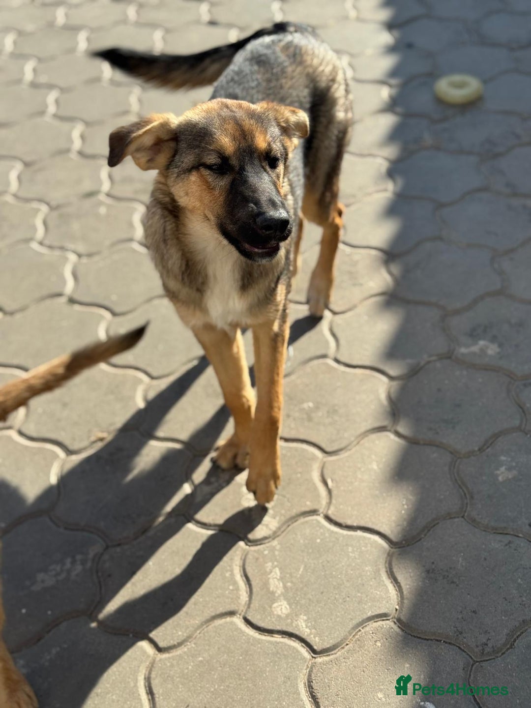 Mixed Breed dogs for adoption: BIBY, a Lovely young girl - for a Loving Home - Advert 27