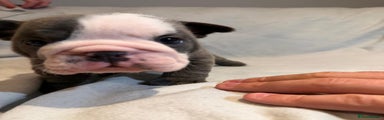 English Bulldog Puppy 2