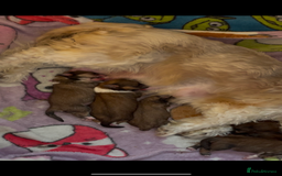 Lhasa Apso dogs for sale: 4 stunning pedigree Lhasa apsos for sale  - Image 12