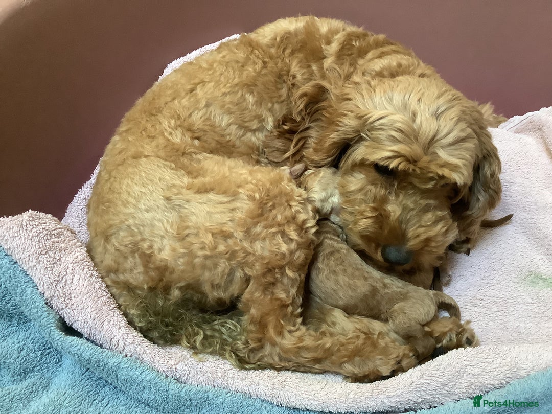 Cockapoo dogs for sale: COCKAPOO PUPS ( miniature x cockapoo ) ReadyDec 4 - Image 2
