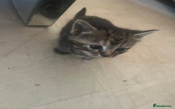 Persian cats for sale: Part pursian kittens for sale  - Image 9