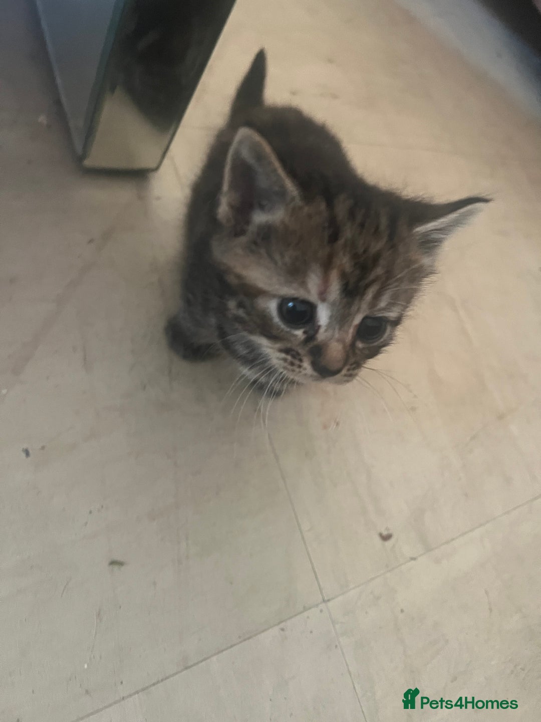 Persian cats for sale: Part pursian kittens for sale  - Image 9