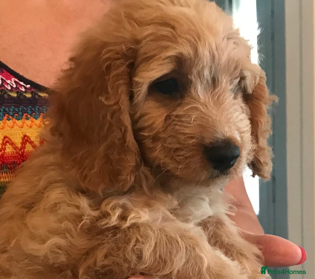 Cockapoo dogs for sale: 🐩🐶STUNNING F1 COCKAPOO PUPPIES🐶🐩 - Image 8