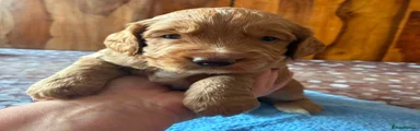 Cocker Spaniel 3
