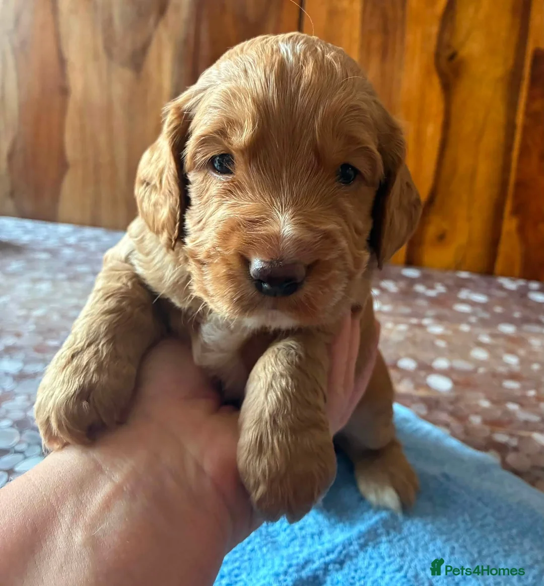 Cocker Spaniel dogs for sale: Kc cocker spaniel  - Advert 2