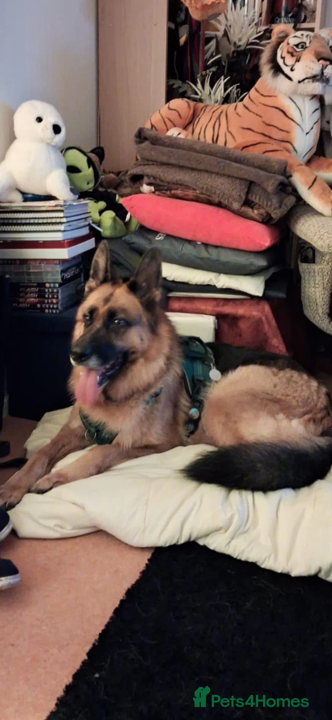 German Shepherd dogs for adoption: 5 year old gsd female  - Advert 1