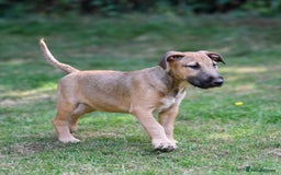 Mixed Breed dogs for sale: Wheatenbull Puppies English Bullterrier x Wheaten  in Egham - Image 9
