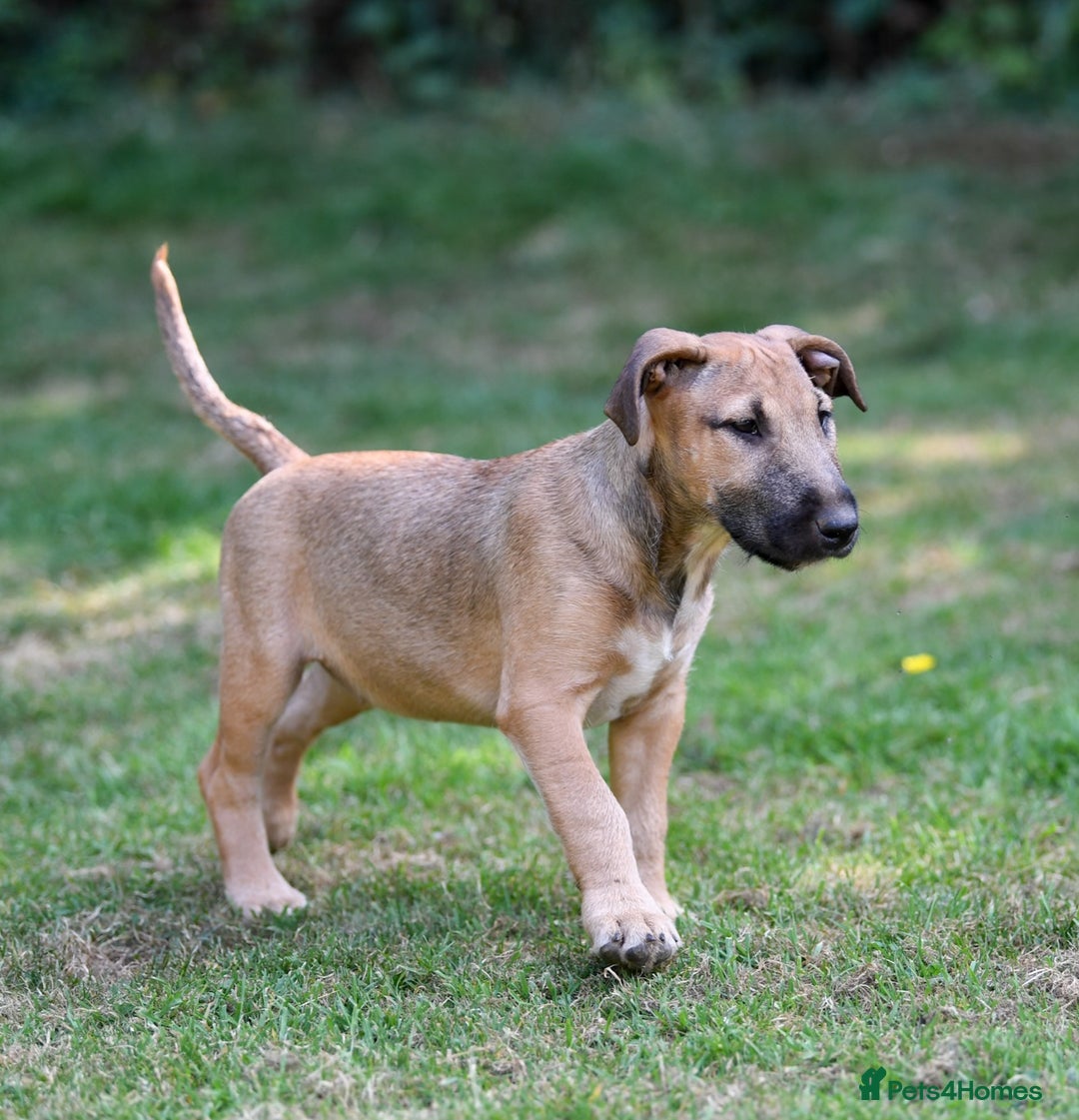 Mixed Breed dogs for sale: Wheatenbull Puppies English Bullterrier x Wheaten  in Egham - Image 9