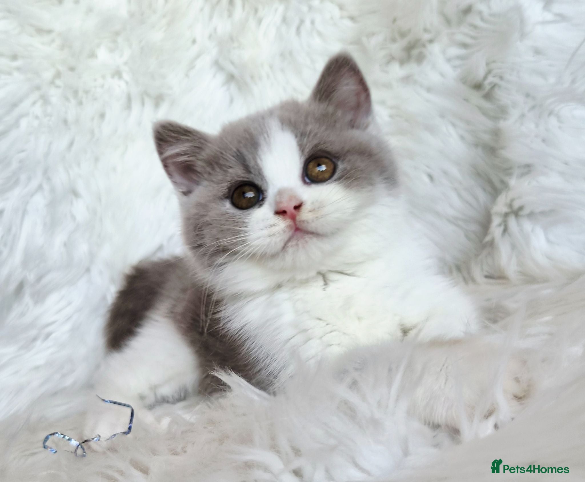 British Shorthair cats Gorgeous loving purr machines  - Advert 1