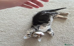 Bengal cats for sale: 2 Gorgeous Bengal x Short Hair kittens for sale - Image 9