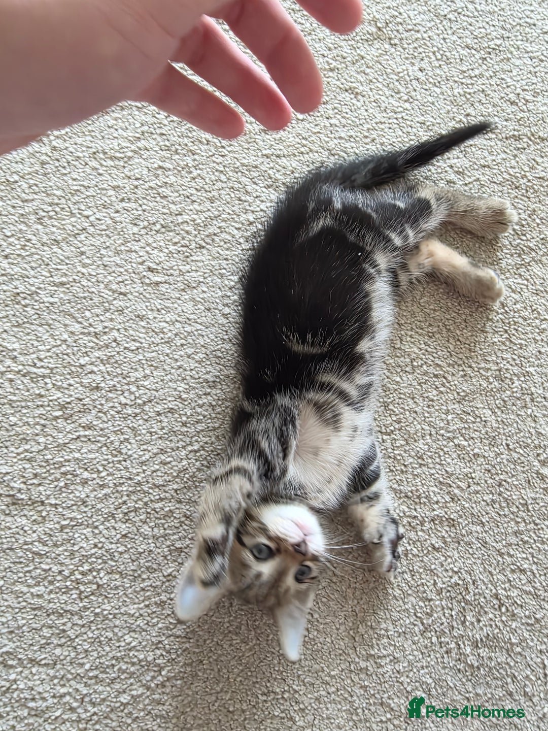 Bengal cats for sale: 2 Gorgeous Bengal x Short Hair kittens for sale - Image 9
