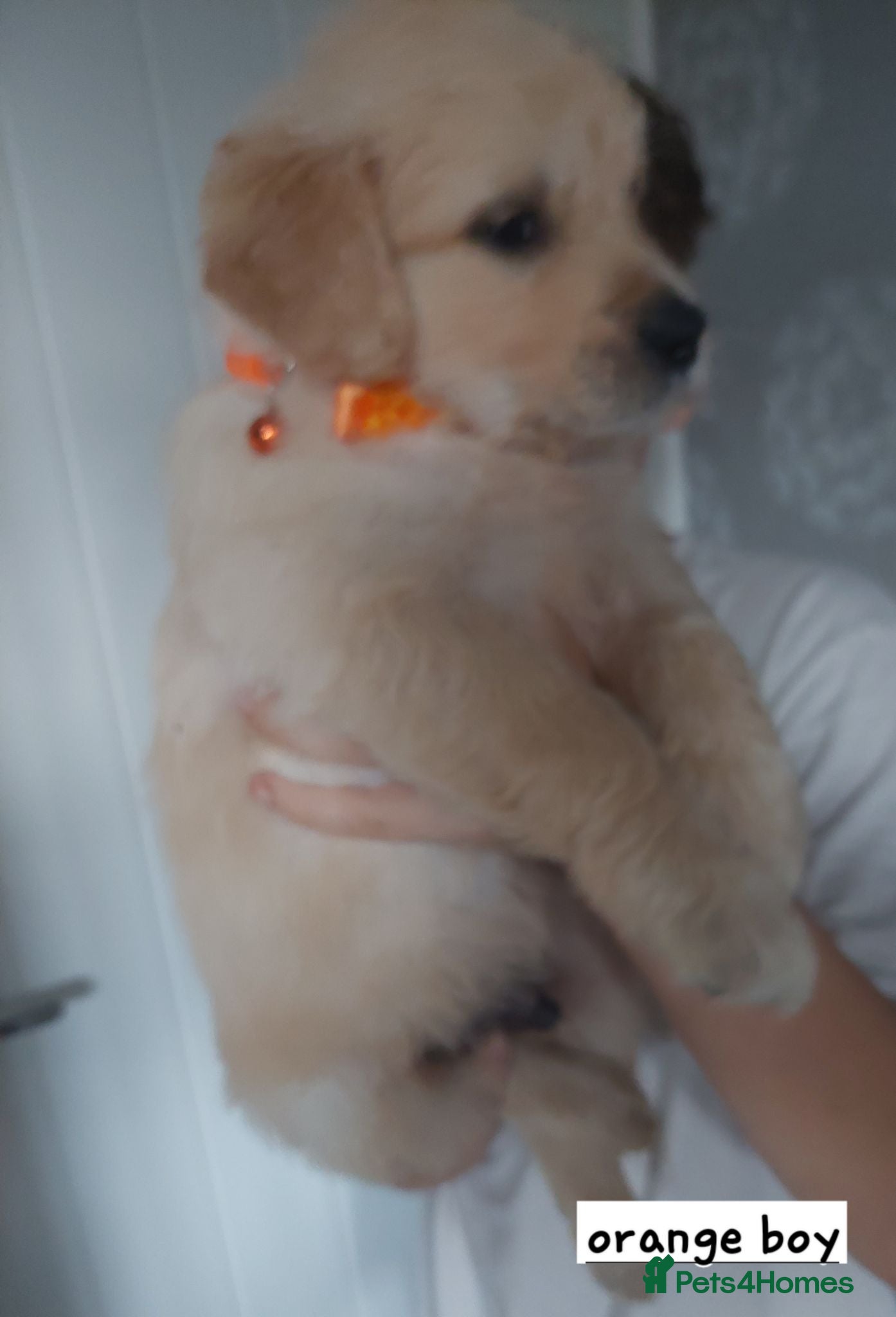Golden Retriever dogs Beautiful kc registered golden retriever puppies  - Advert 2