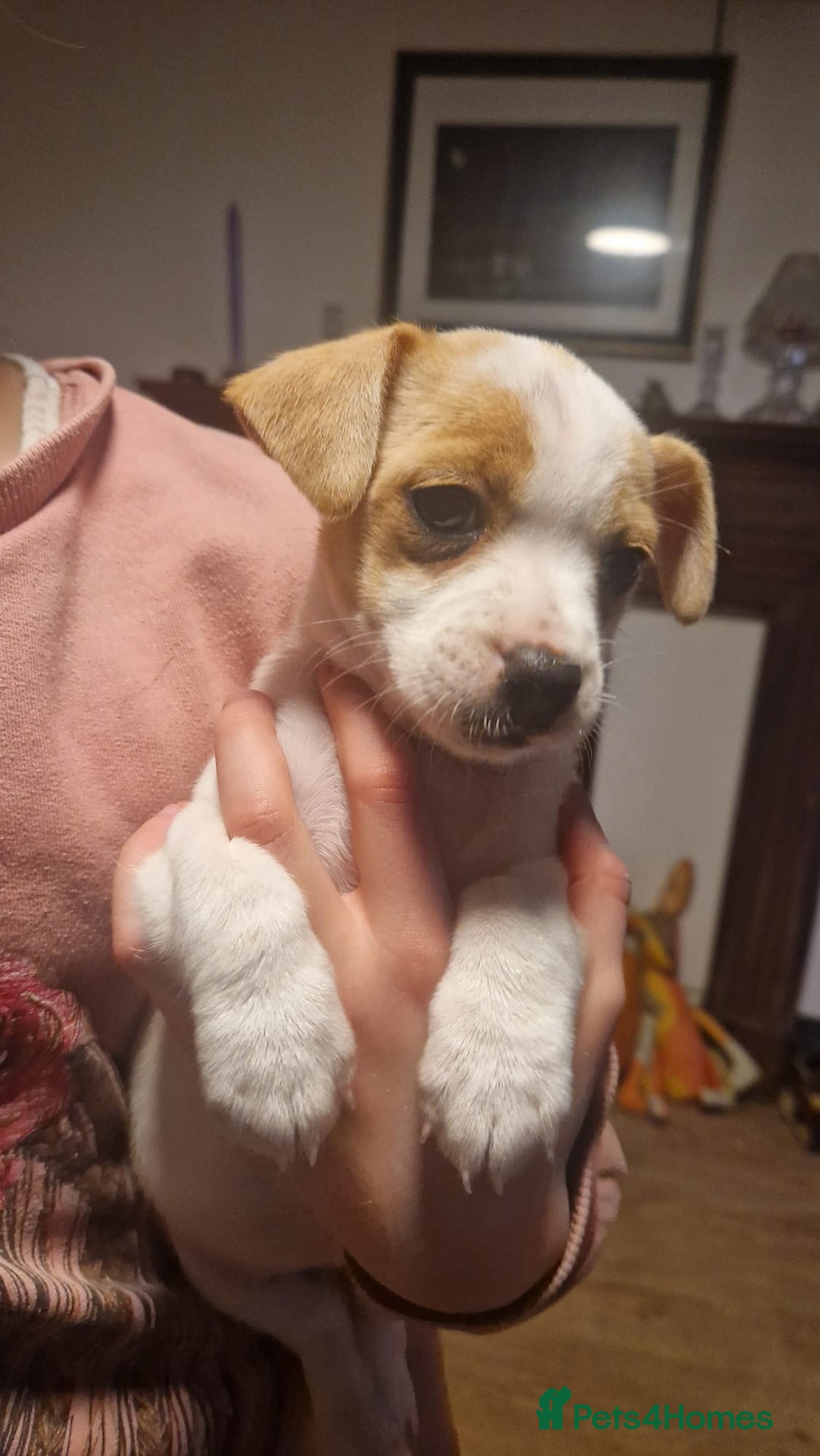 Mixed Breed dogs for sale: Jack Russell x Chihuahua puppies - Image 11