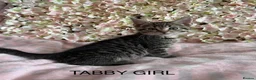Maine Coon cats for sale: Maine Coon Cross Kittens  - Advert 8