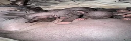 Sphynx cats for sale: Sphynx kittens TICA registered  - Advert 2
