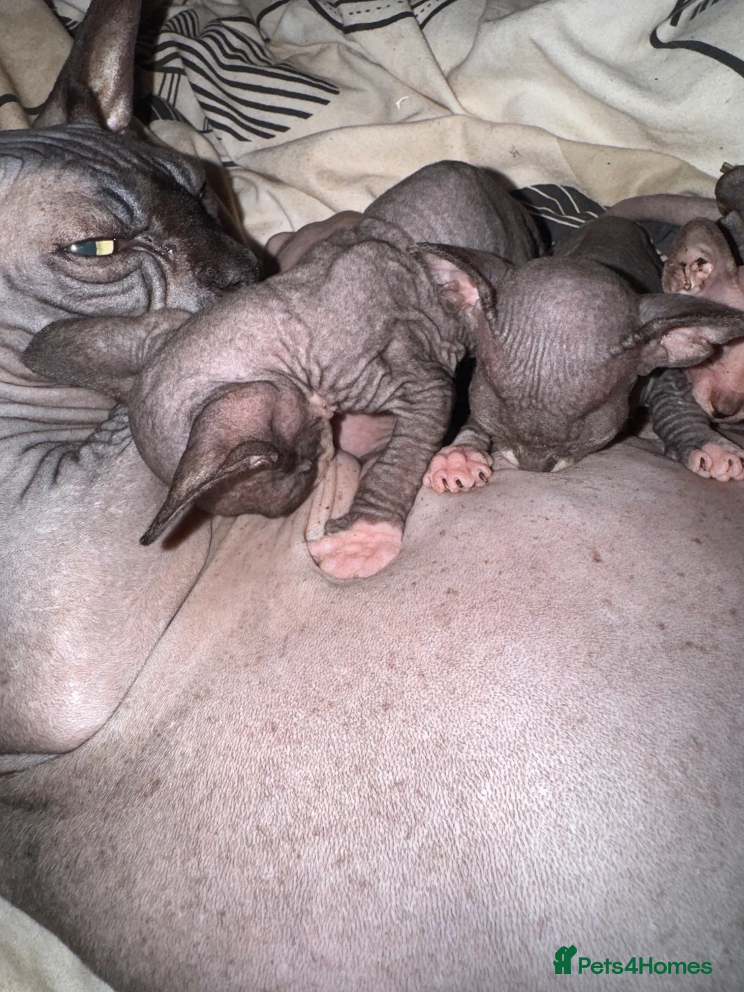 Sphynx cats for sale: Sphynx kittens TICA registered  - Advert 2