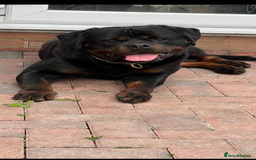Rottweiler dogs for sale: Pure German Rottweiler Male For Sale  - Image 3