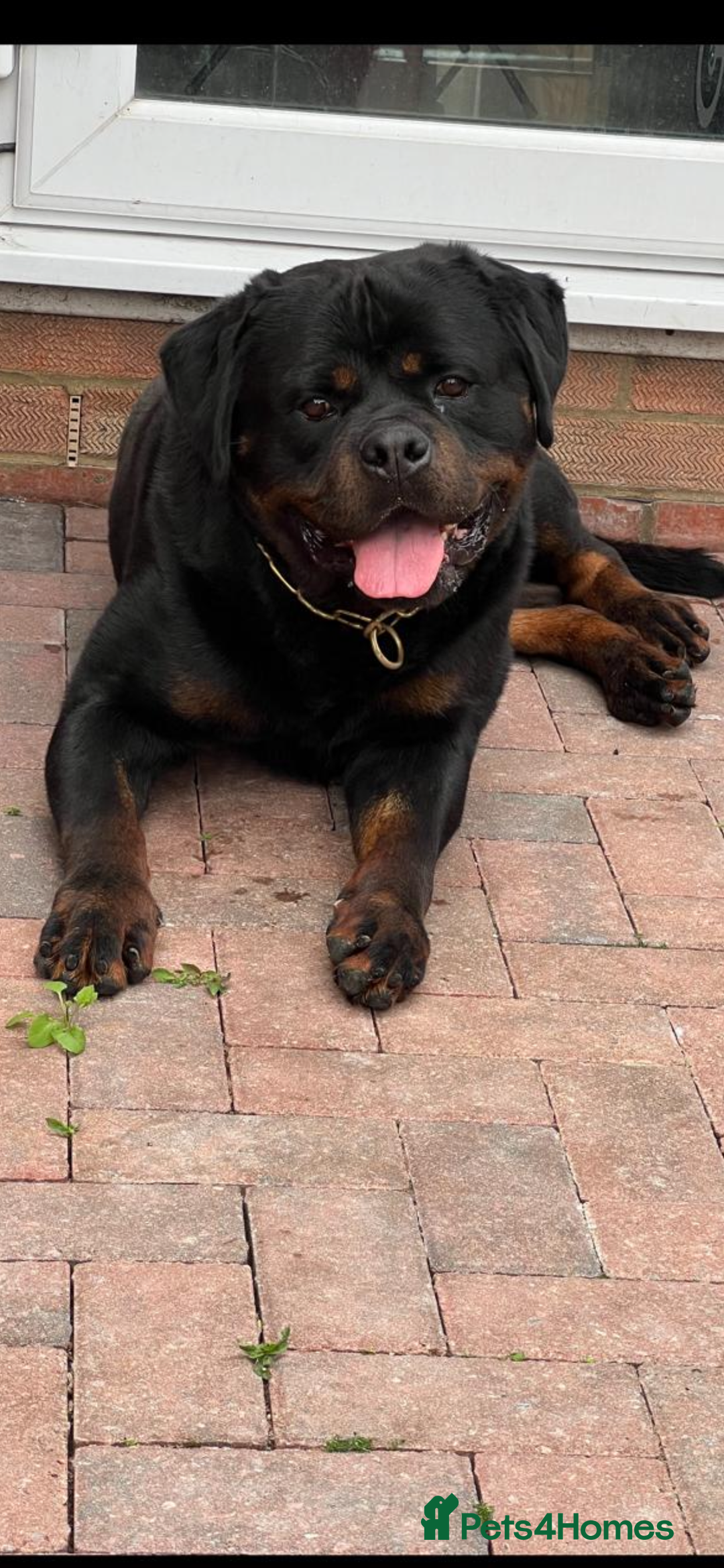 Rottweiler dogs for sale: Pure German Rottweiler Male For Sale  - Image 3