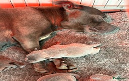 Staffordshire Bull Terrier dogs for sale: Beautiful Blue KC Reg Staffs - Image 4