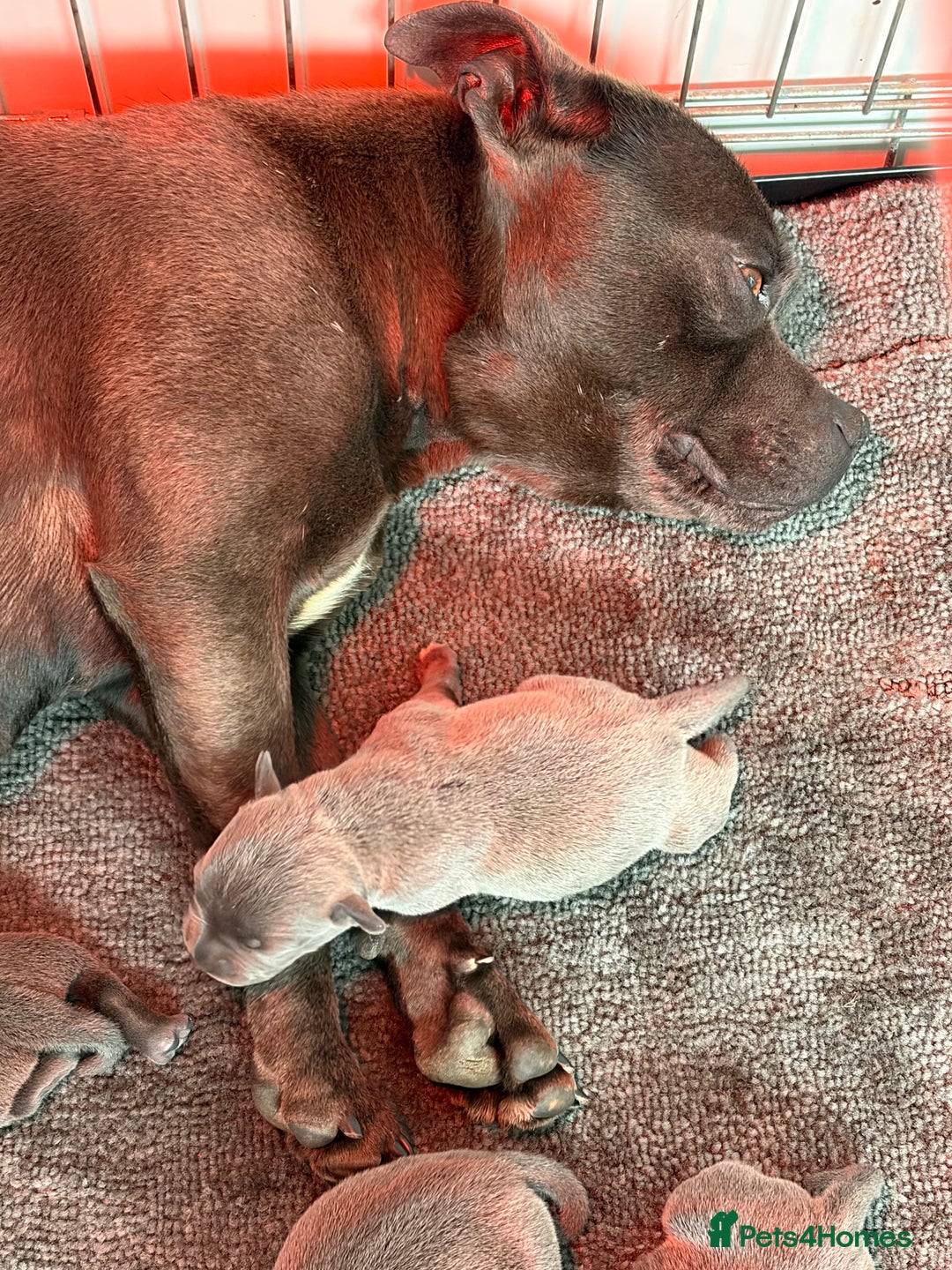 Staffordshire Bull Terrier dogs for sale: Beautiful Blue KC Reg Staffs - Image 4