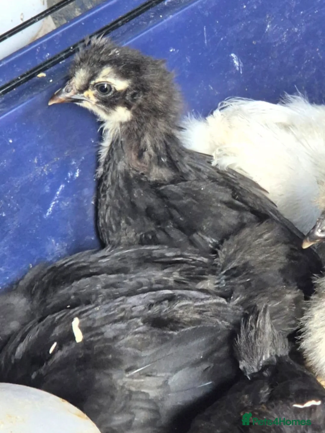 Chickens poultry for sale: Pekin & Pekin X - Advert 2