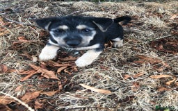 Mixed Breed dogs for sale: Terrier Patterdale x Sealyham  puppies - Image 17