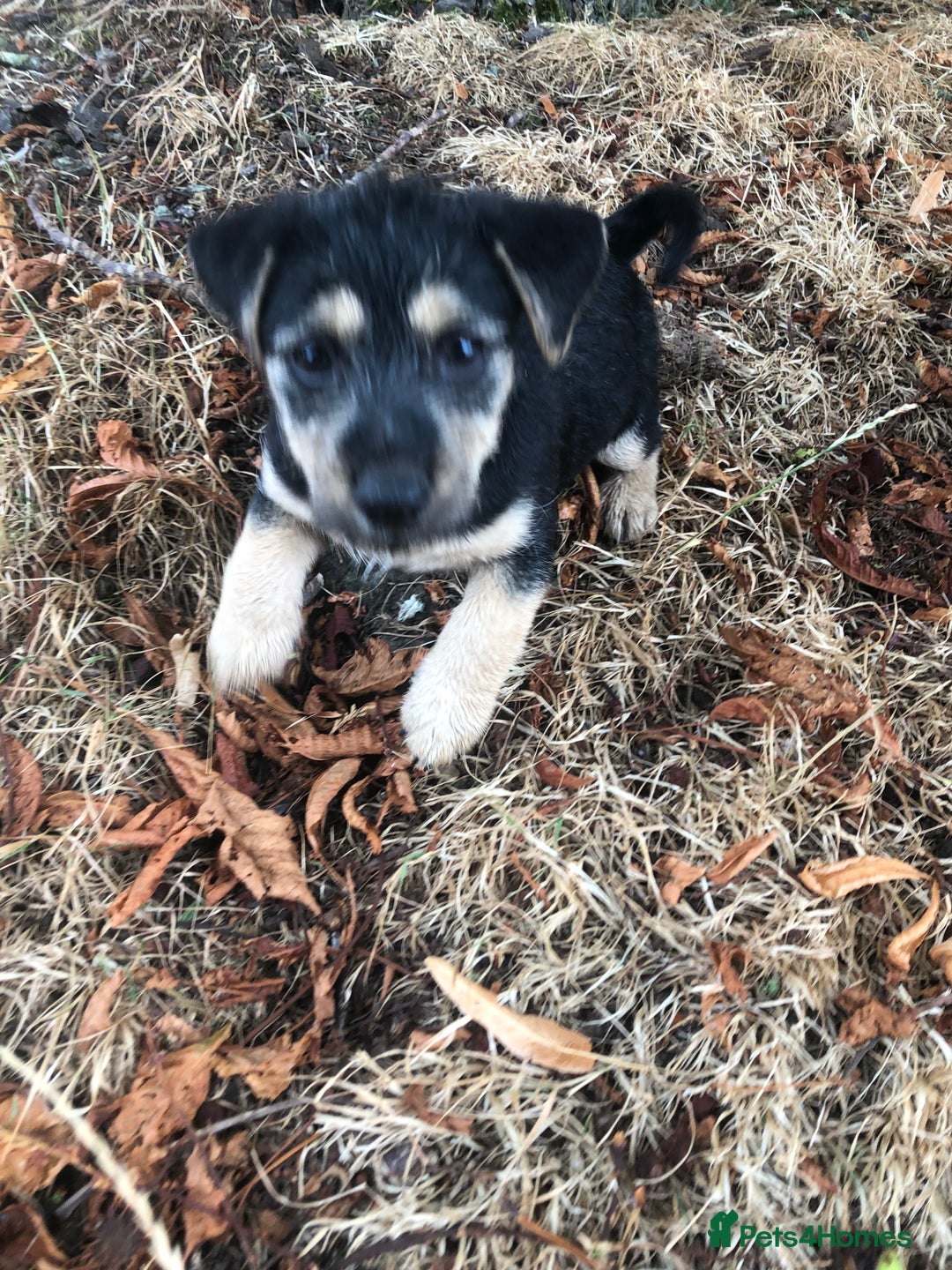 Mixed Breed dogs for sale: Terrier Patterdale x Sealyham  puppies - Image 17