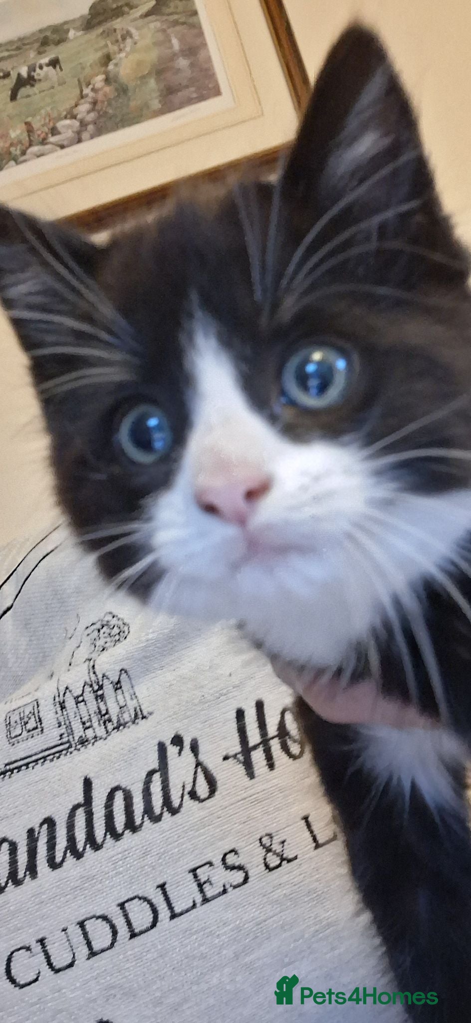 Mixed Breed cats Two beautiful mixed breed kittens. - Advert 12